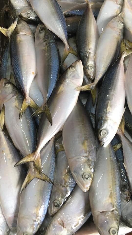 Indian Mackerel