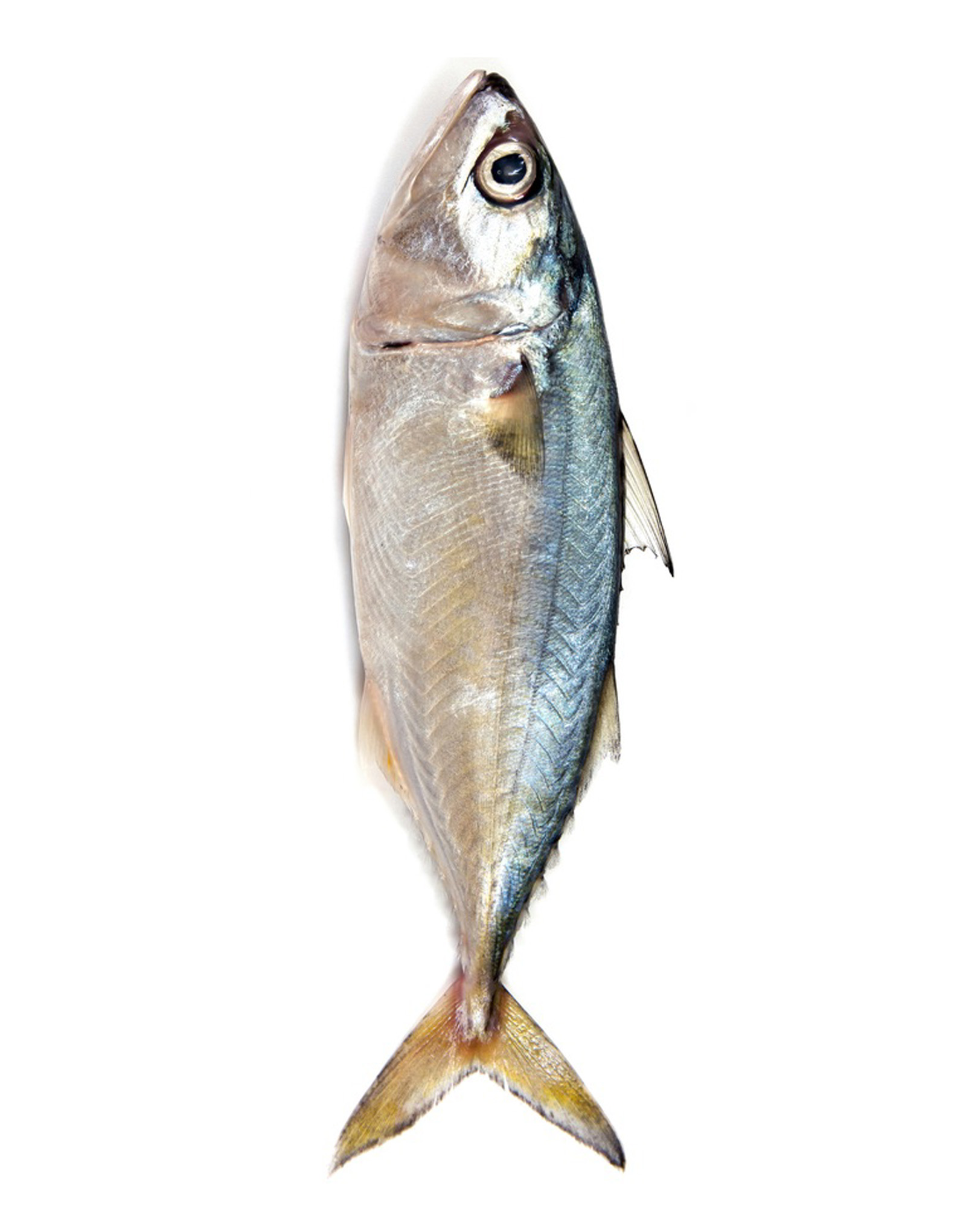 Indian Mackerel