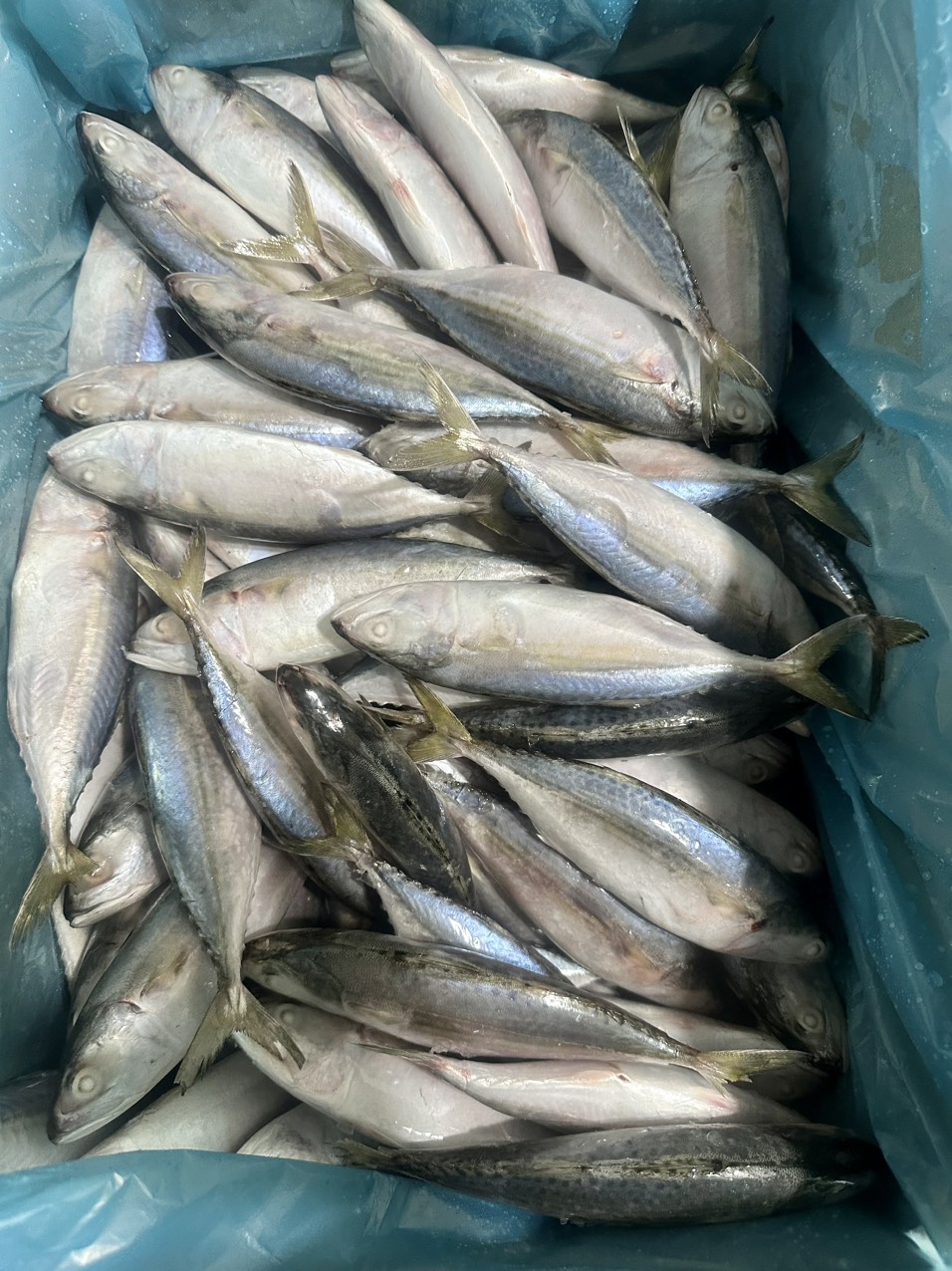 Indian Mackerel