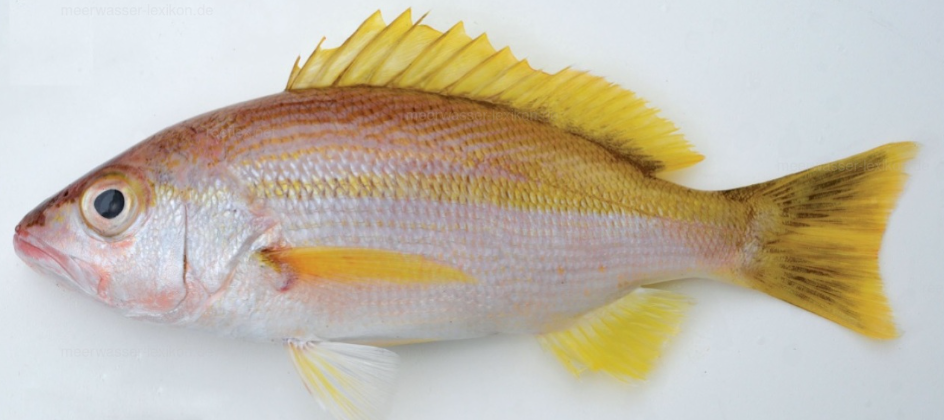 Indian Snapper