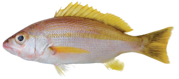 Indian Snapper