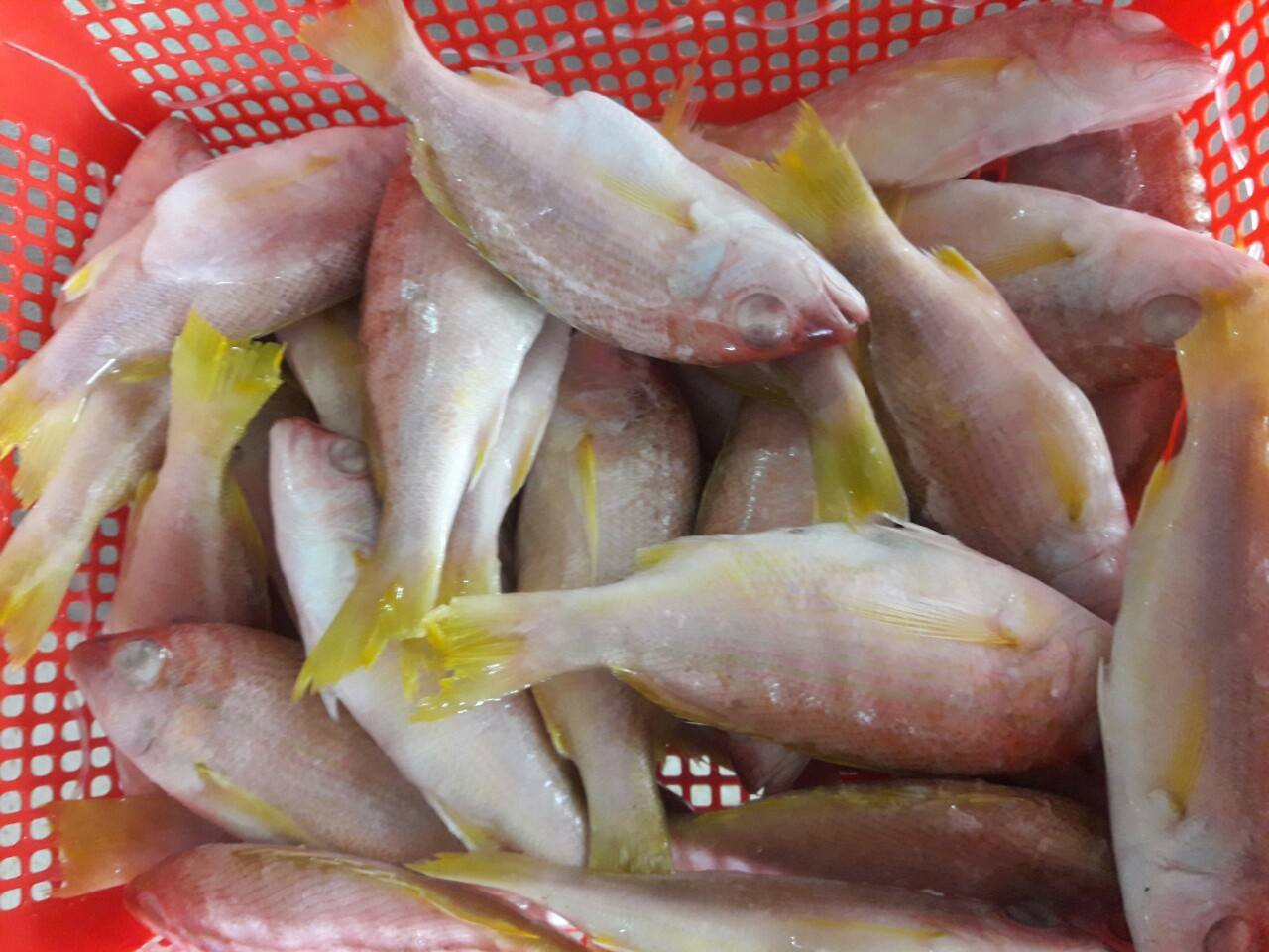 Indian Snapper