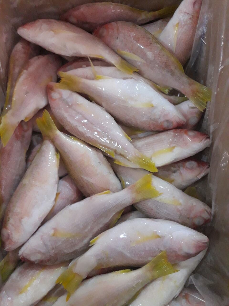 Indian Snapper