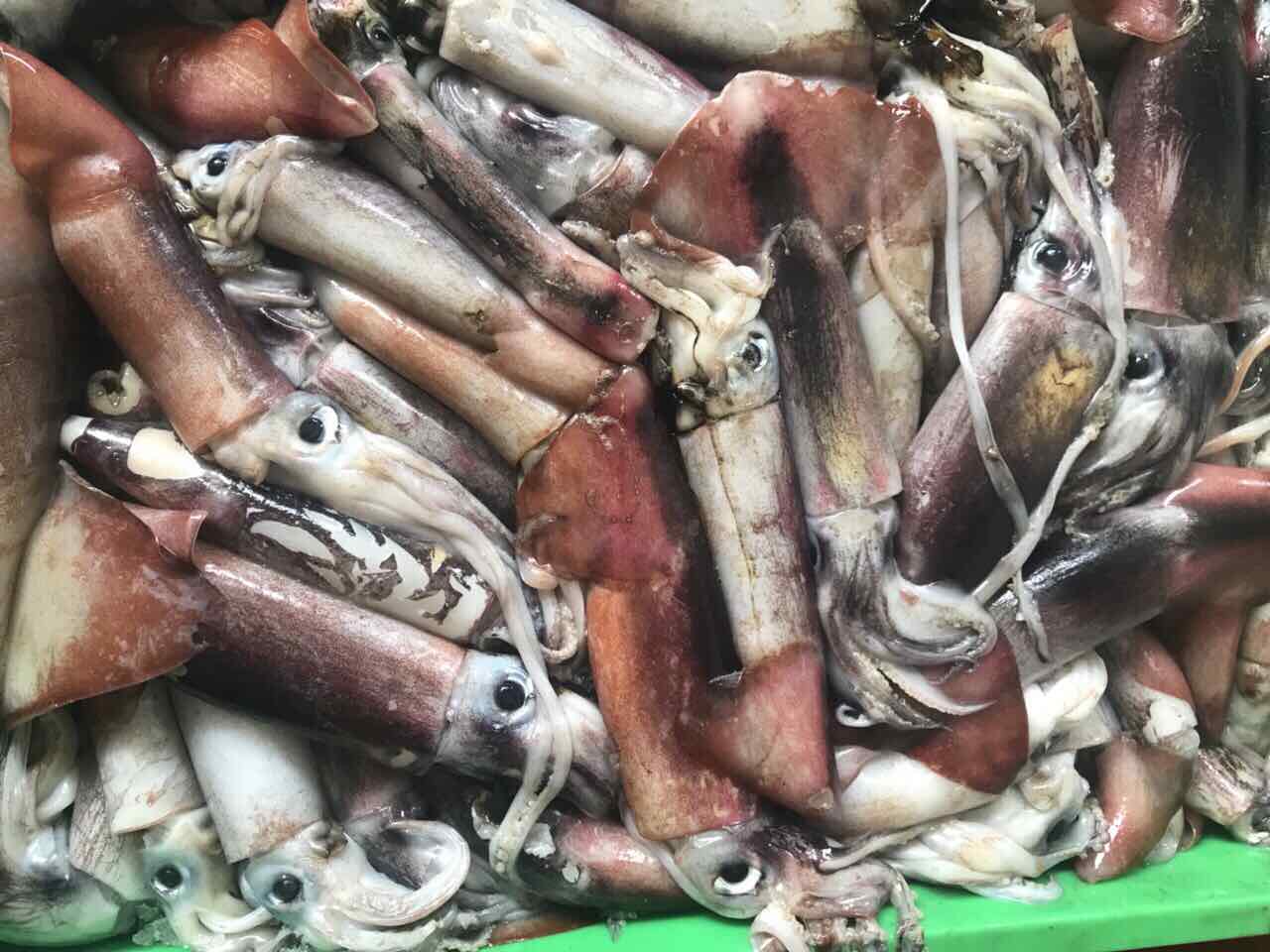 Black squid