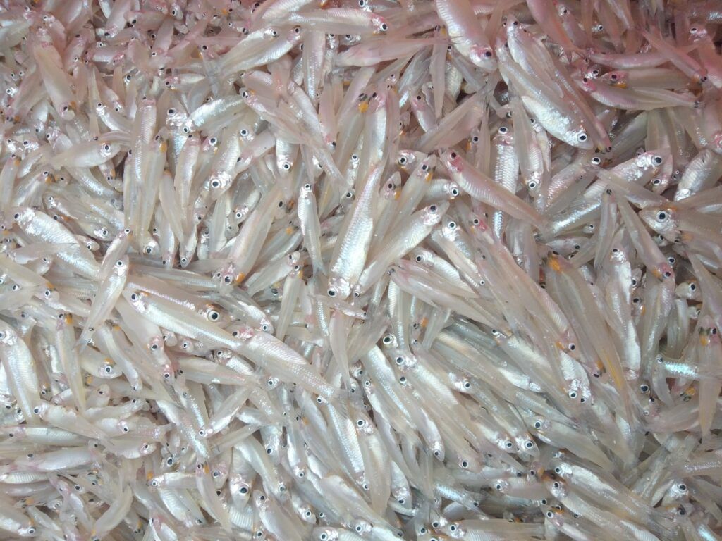 Keski/River anchovy