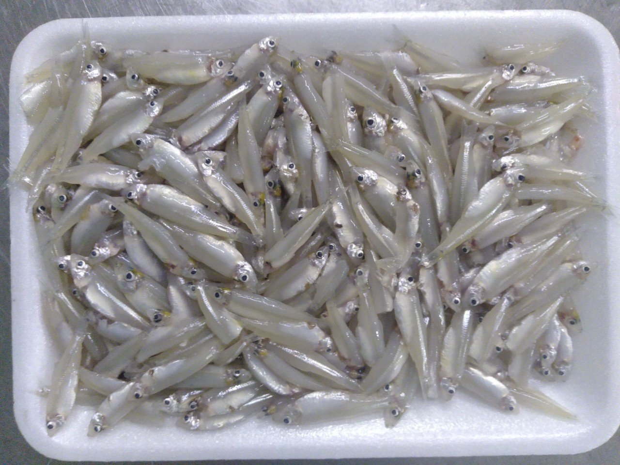 Keski/River anchovy