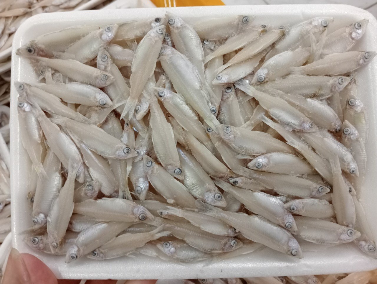 Keski/River anchovy
