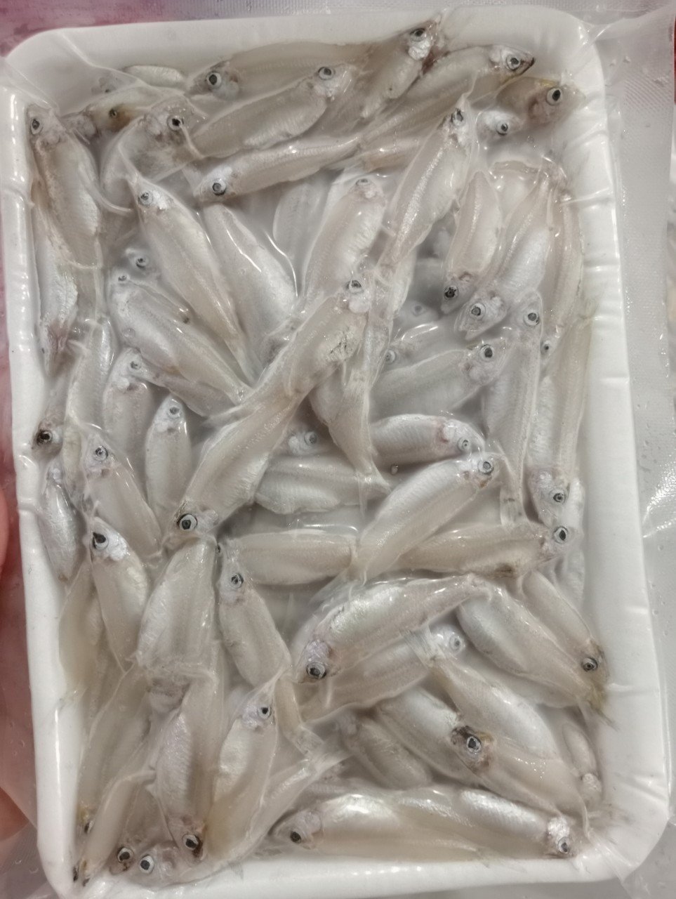 Keski/River anchovy