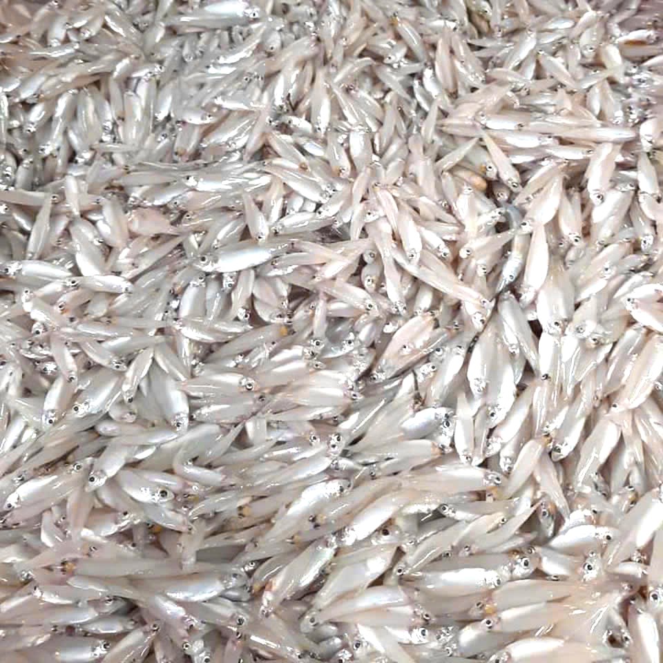 Keski/River anchovy