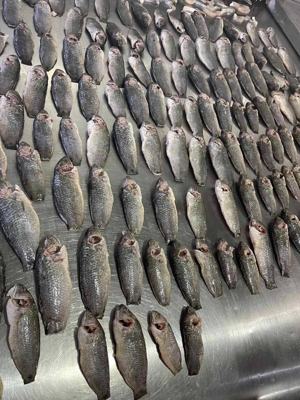 Koi/Climbing Perch Fish