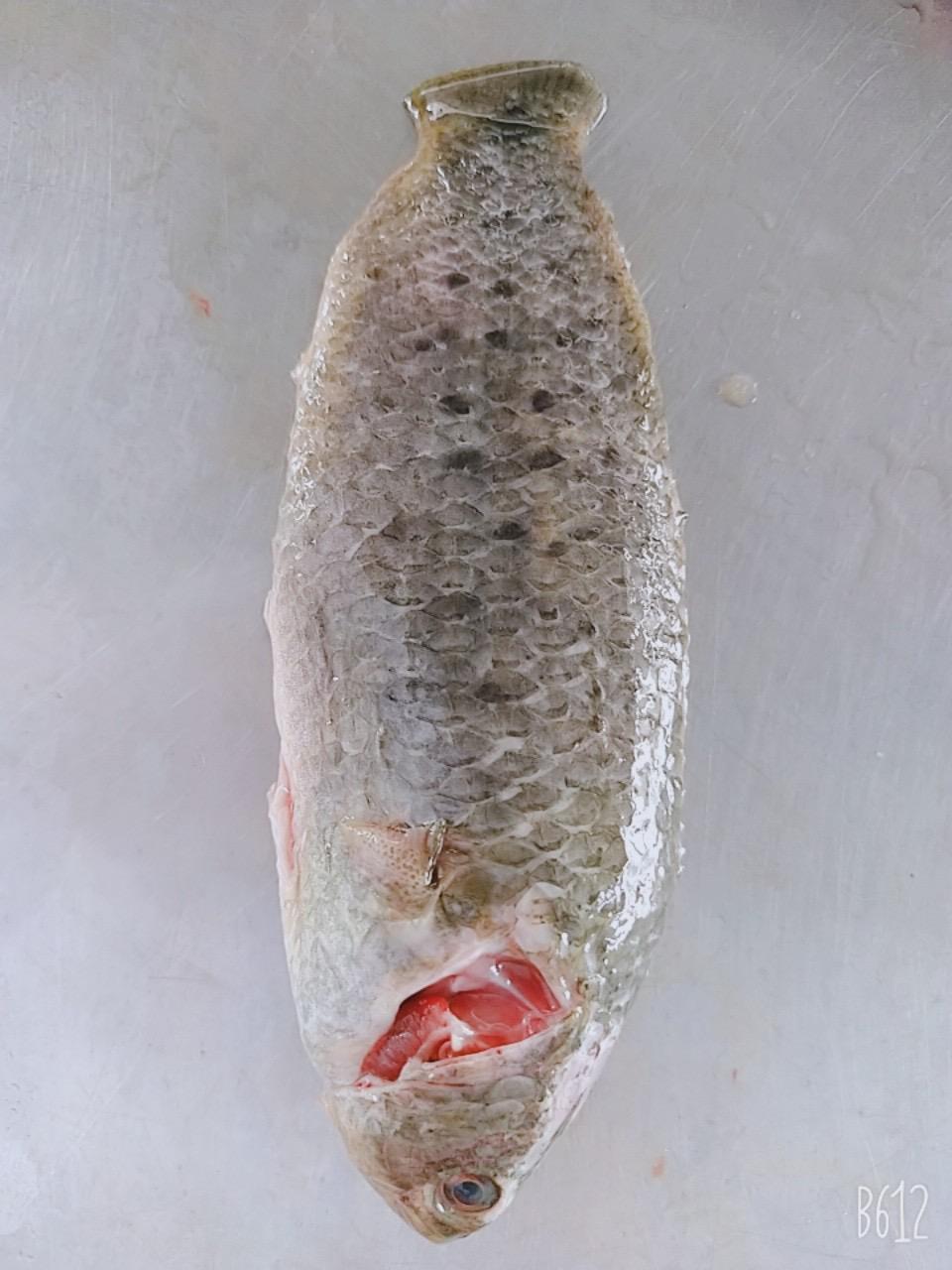 Koi/Climbing Perch Fish