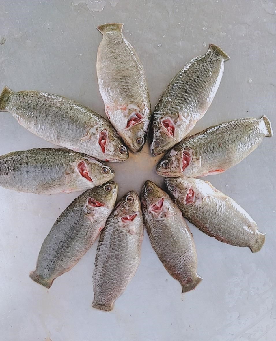 Koi/Climbing Perch Fish