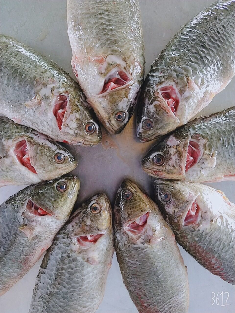 Koi/Climbing Perch Fish