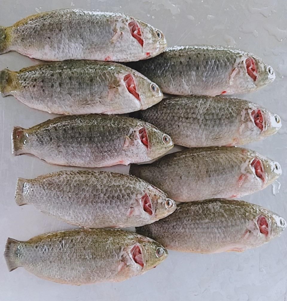Koi/Climbing Perch Fish