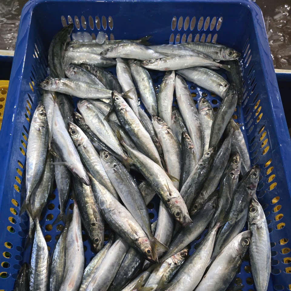 Layang scad