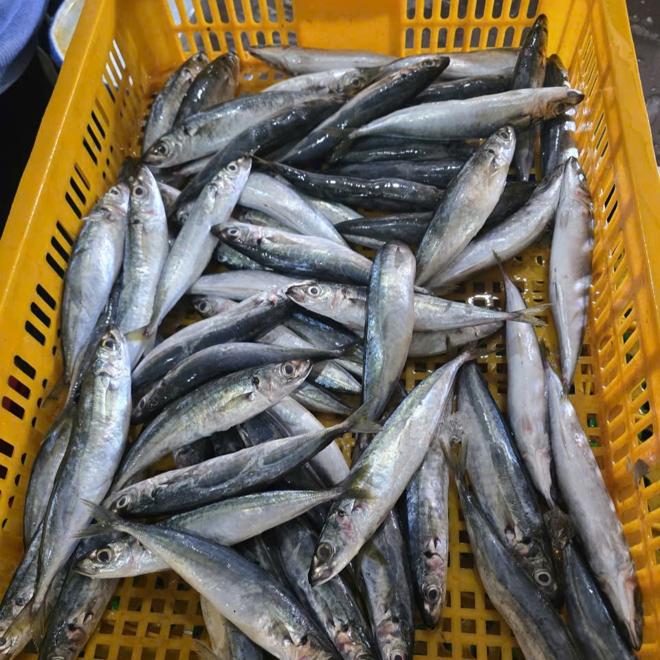 Layang scad