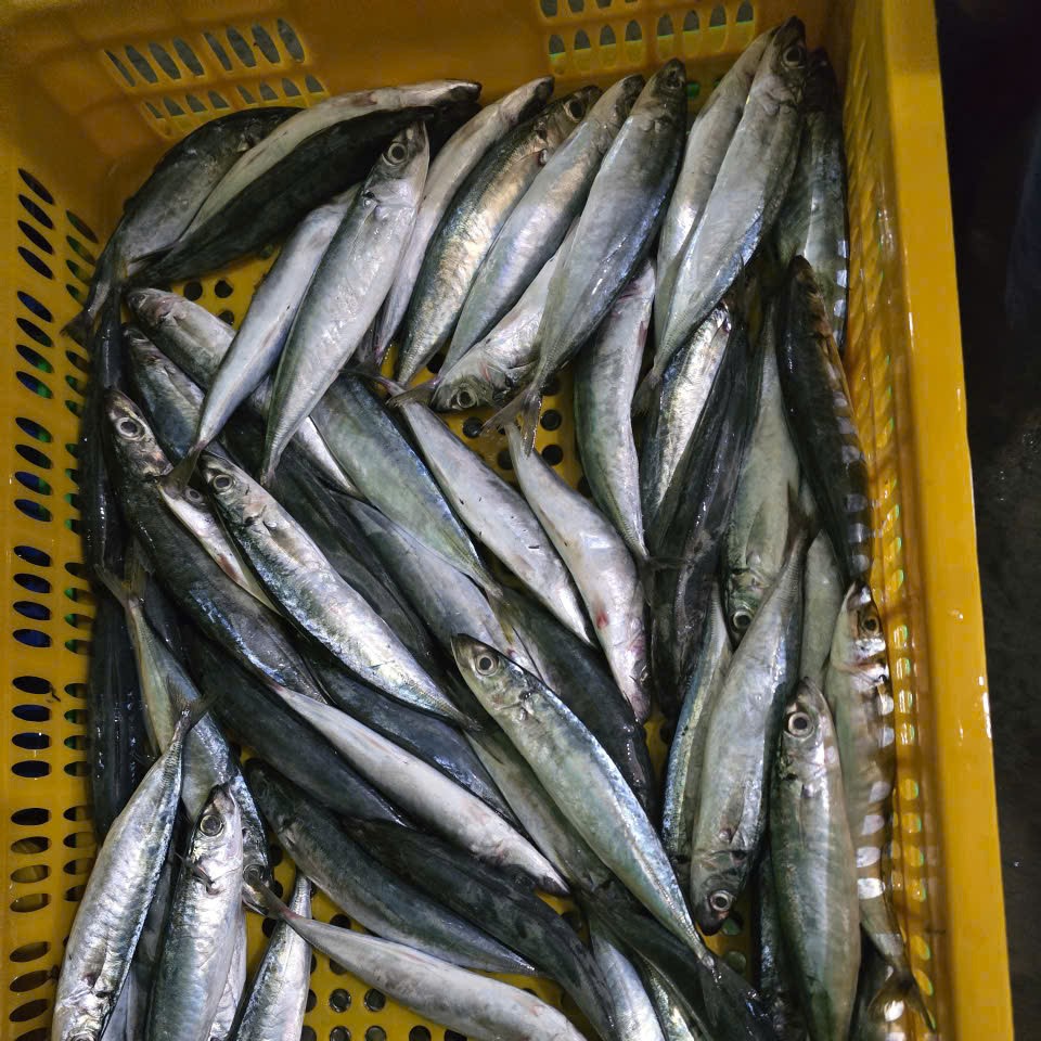 Layang scad