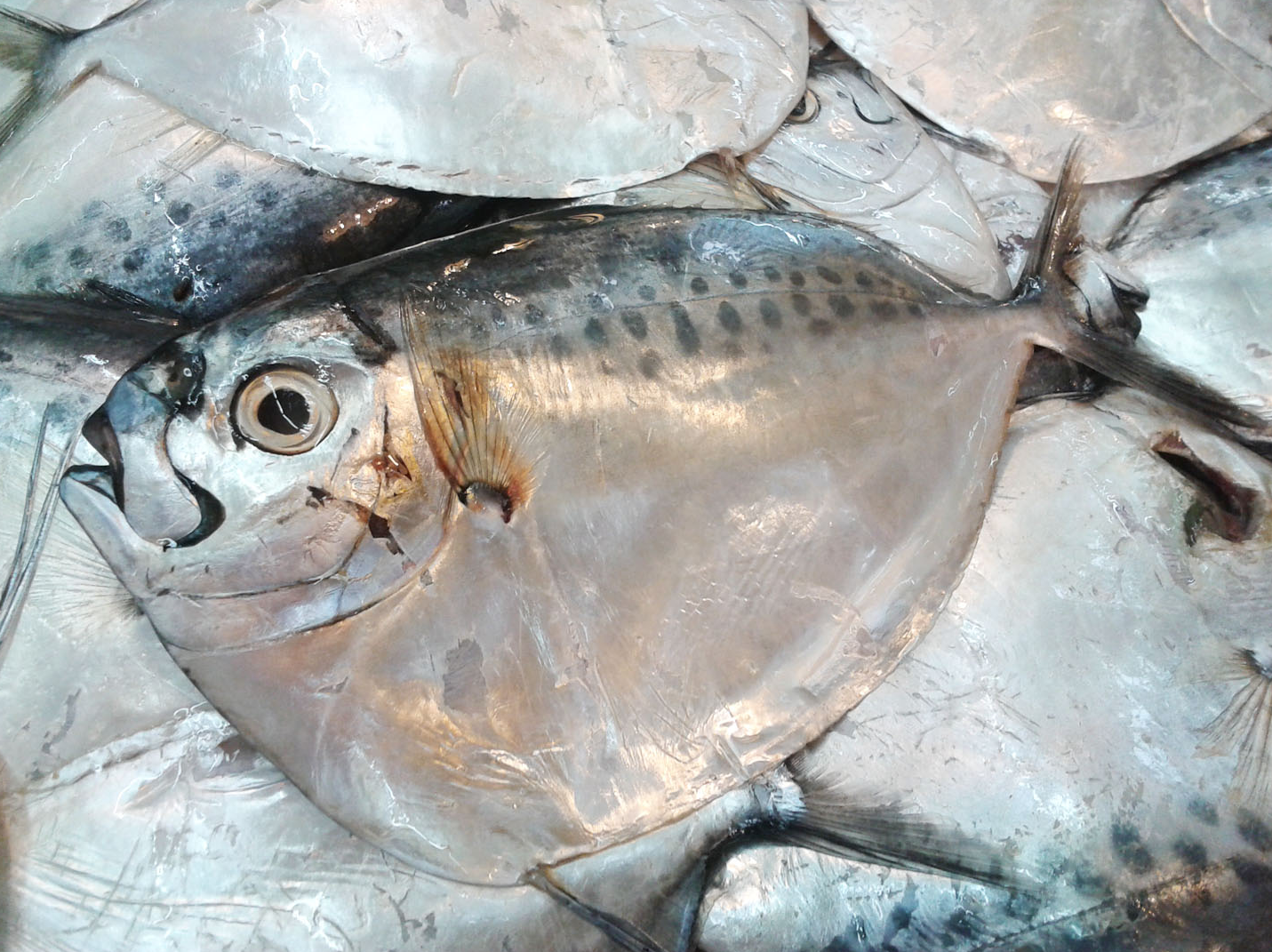 Moonfish