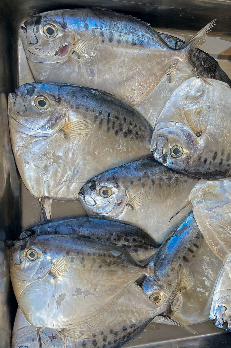 Moonfish