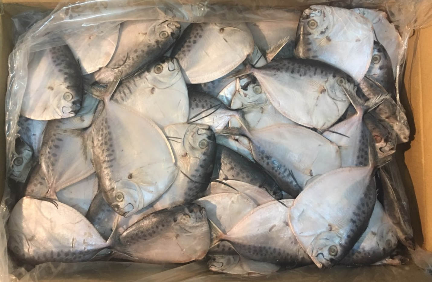 Moonfish