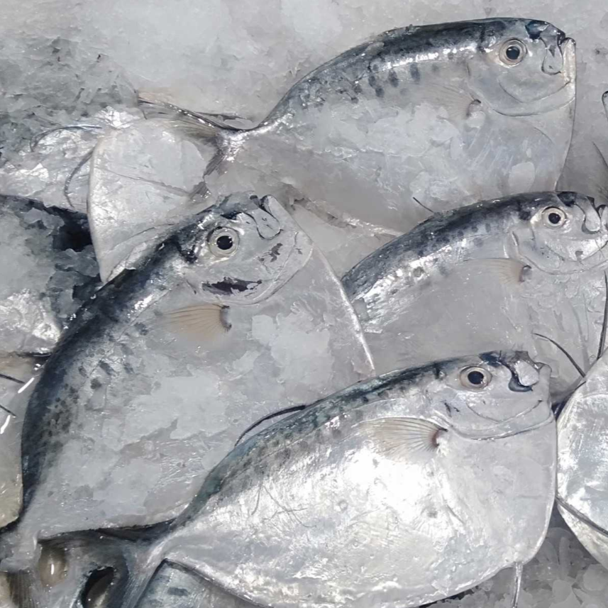 Moonfish