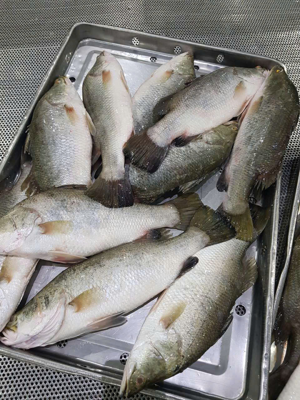Pangasius