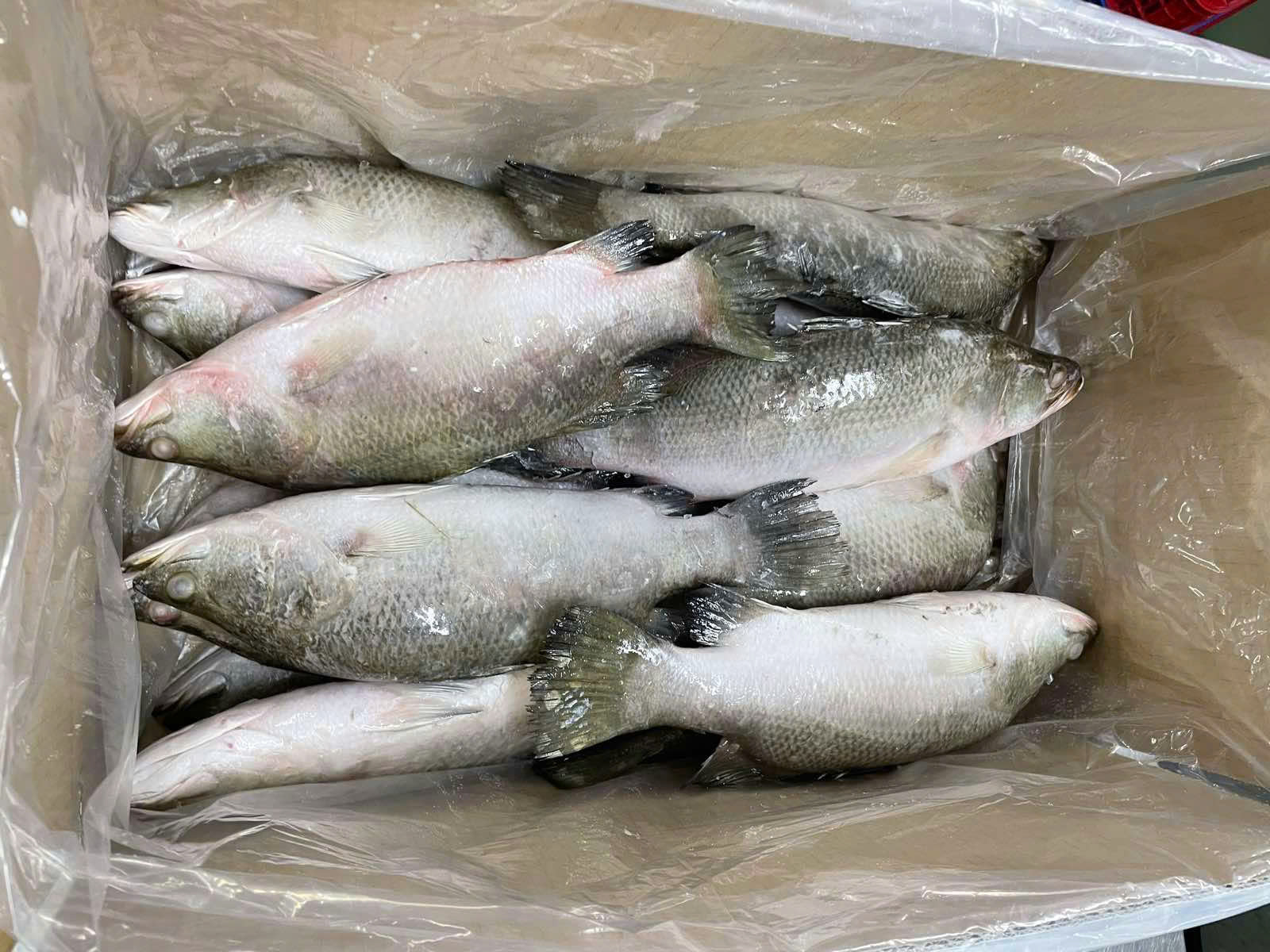 Pangasius