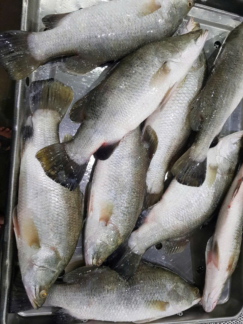 Pangasius