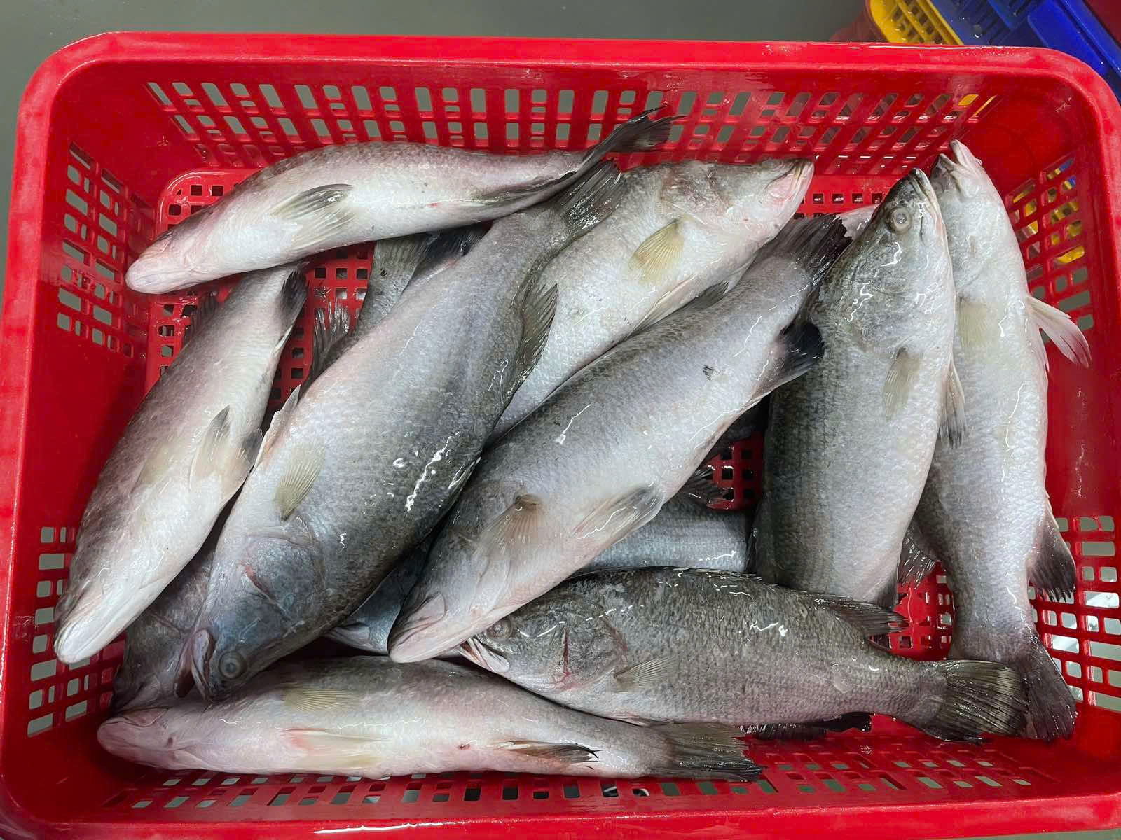 Pangasius
