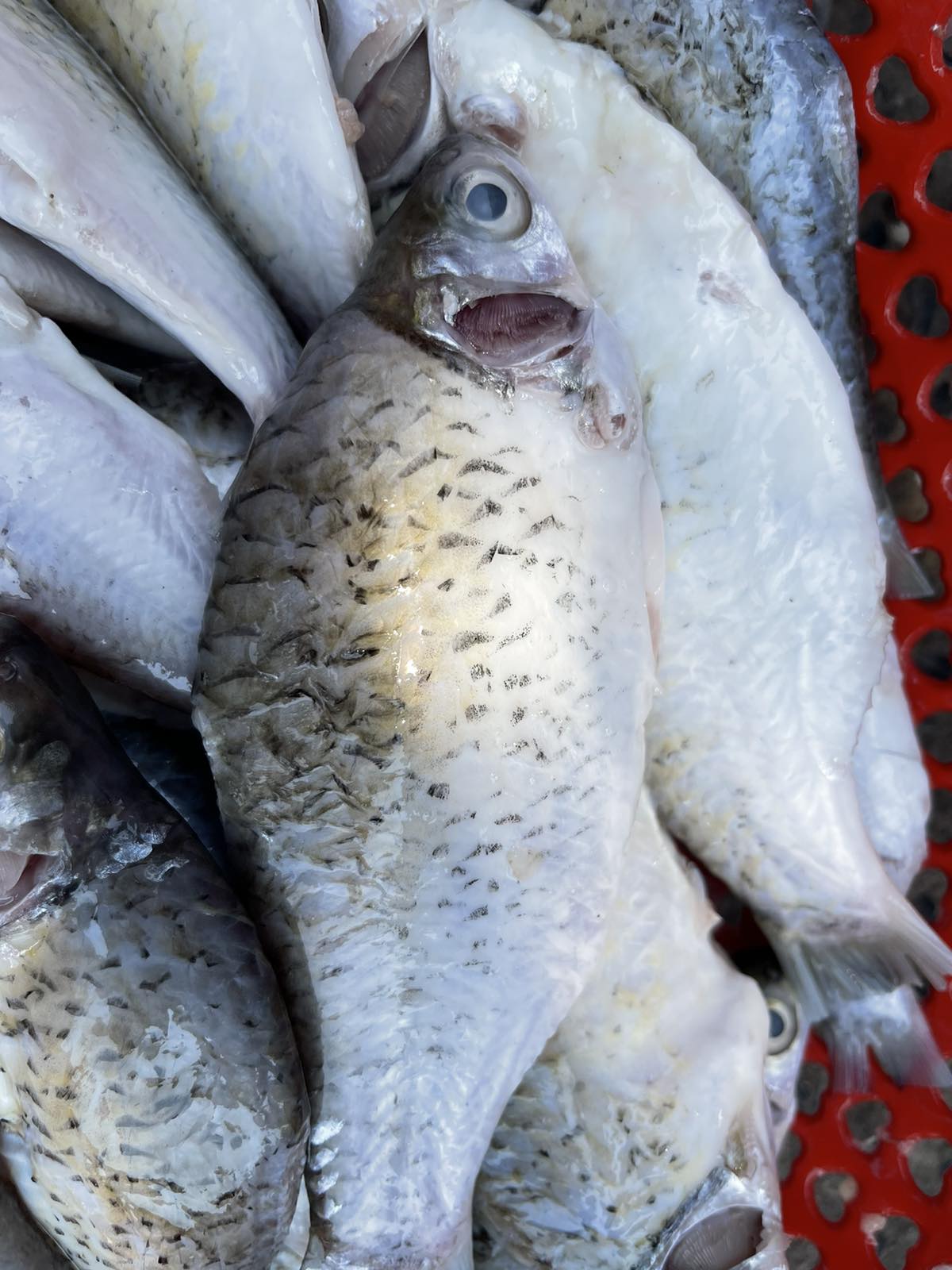 Puti / Silver Barb