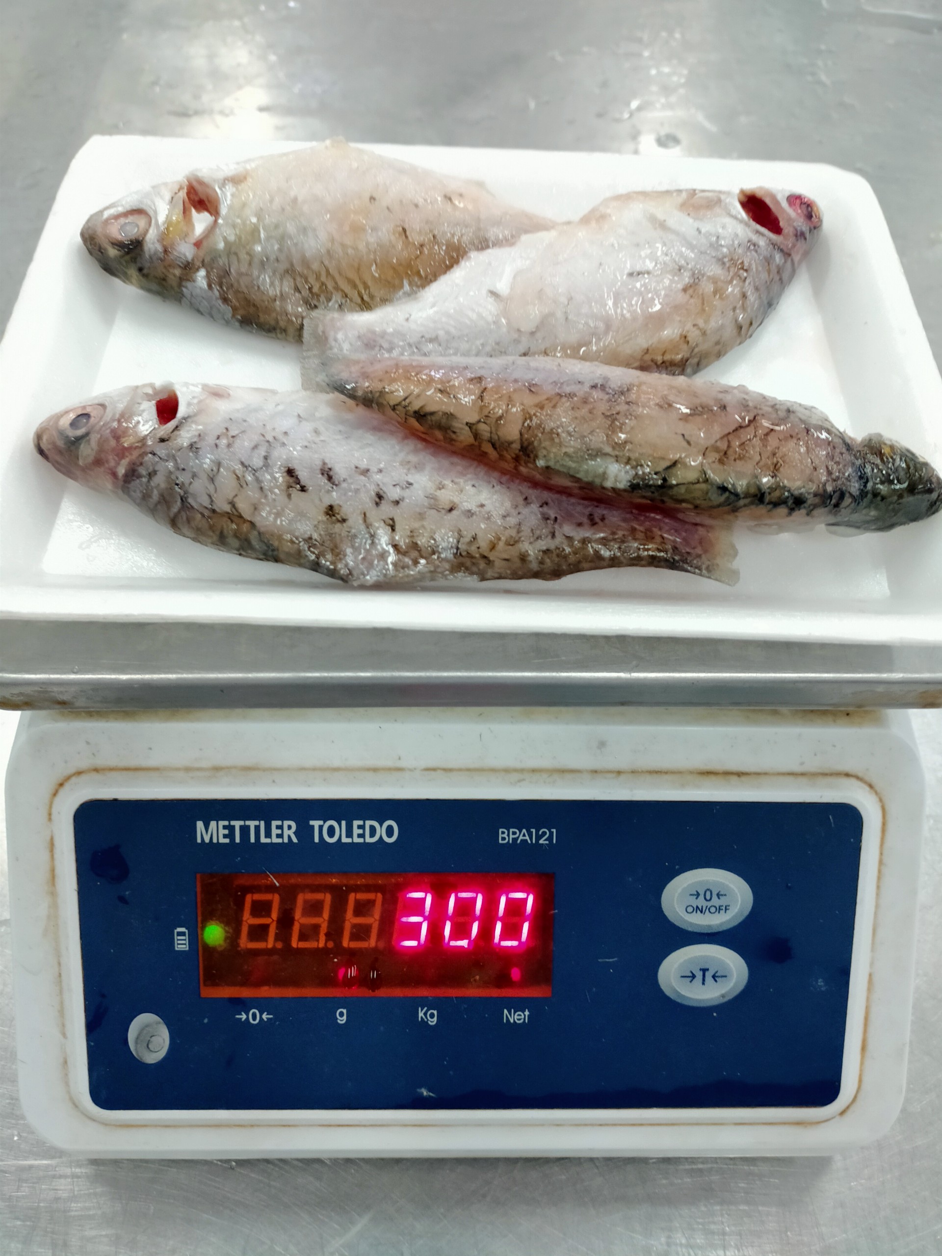 Puti / Silver Barb