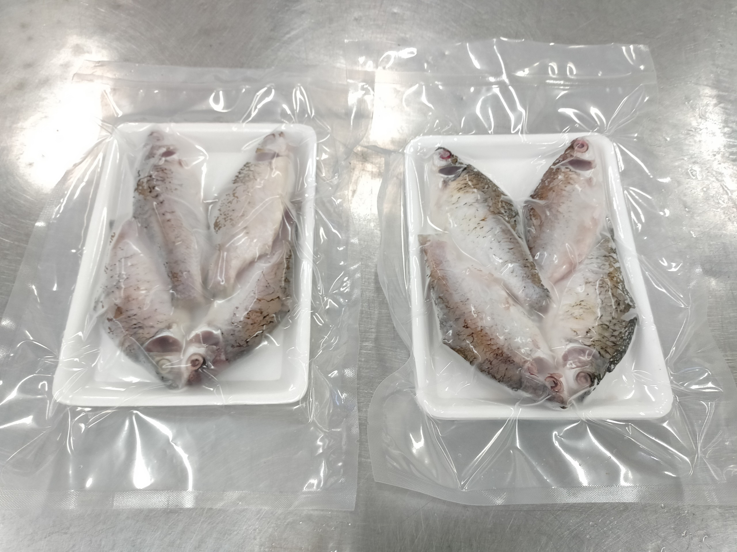 Puti / Silver Barb