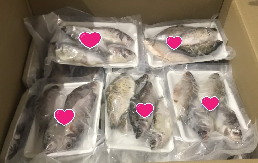 Puti / Silver Barb