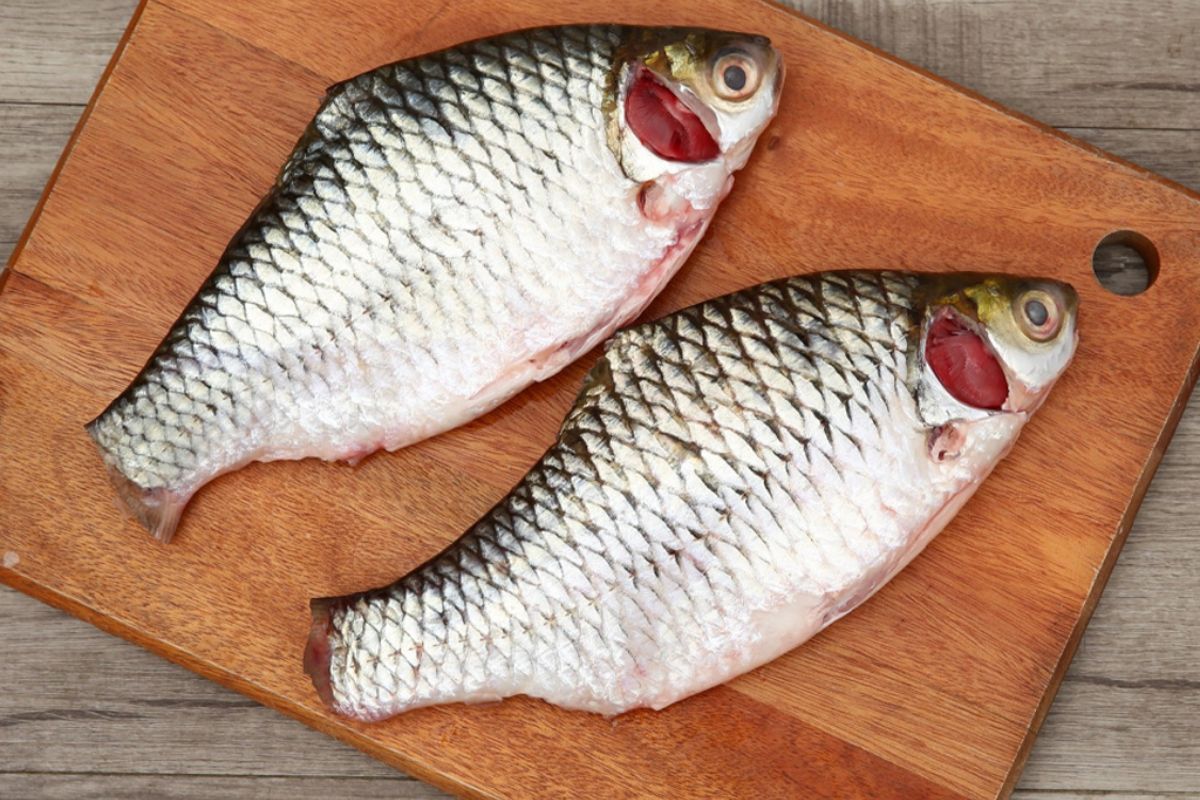 Puti / Silver Barb