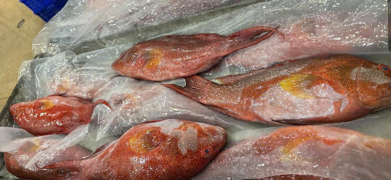 Red snapper