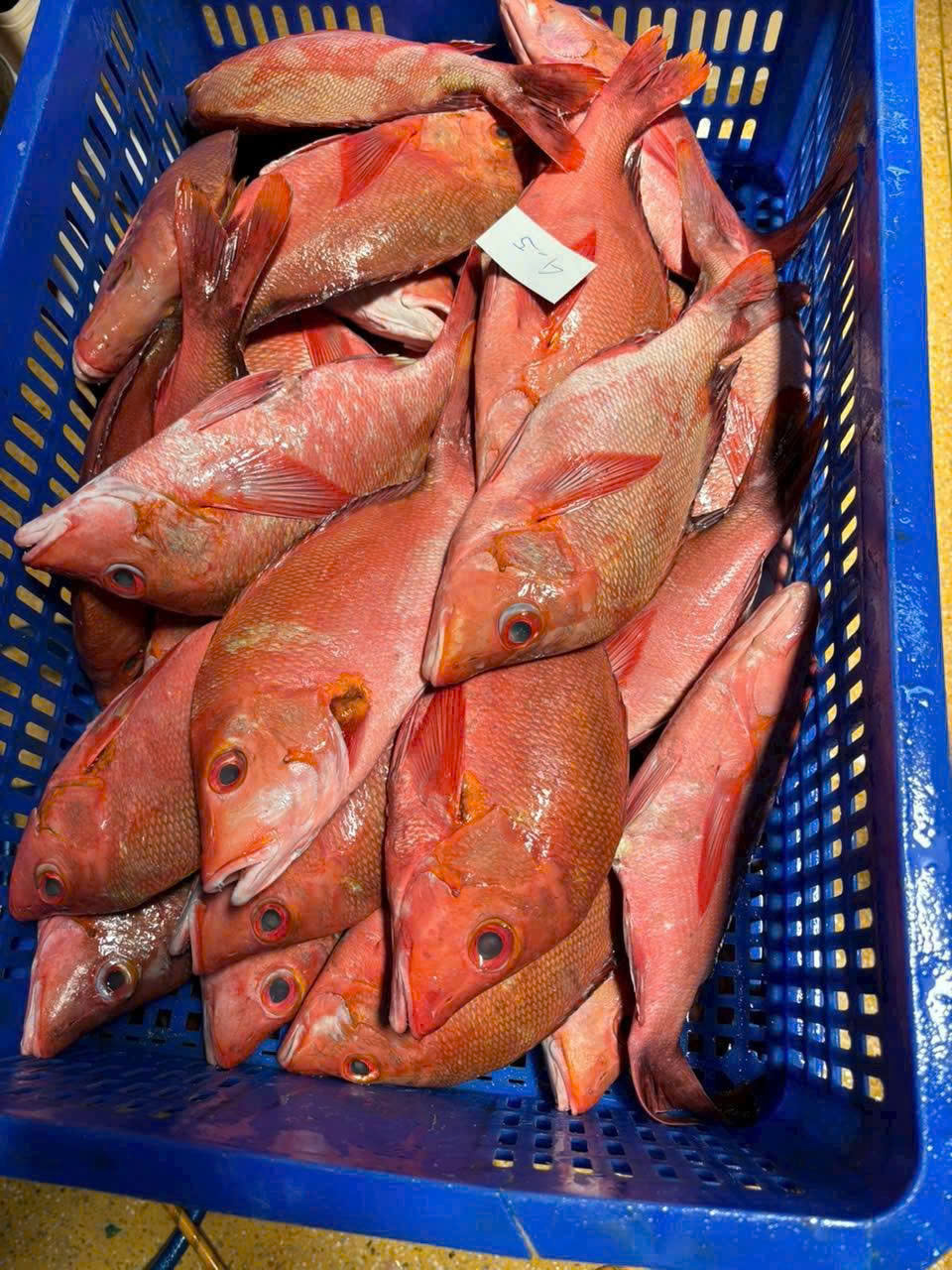 Red snapper