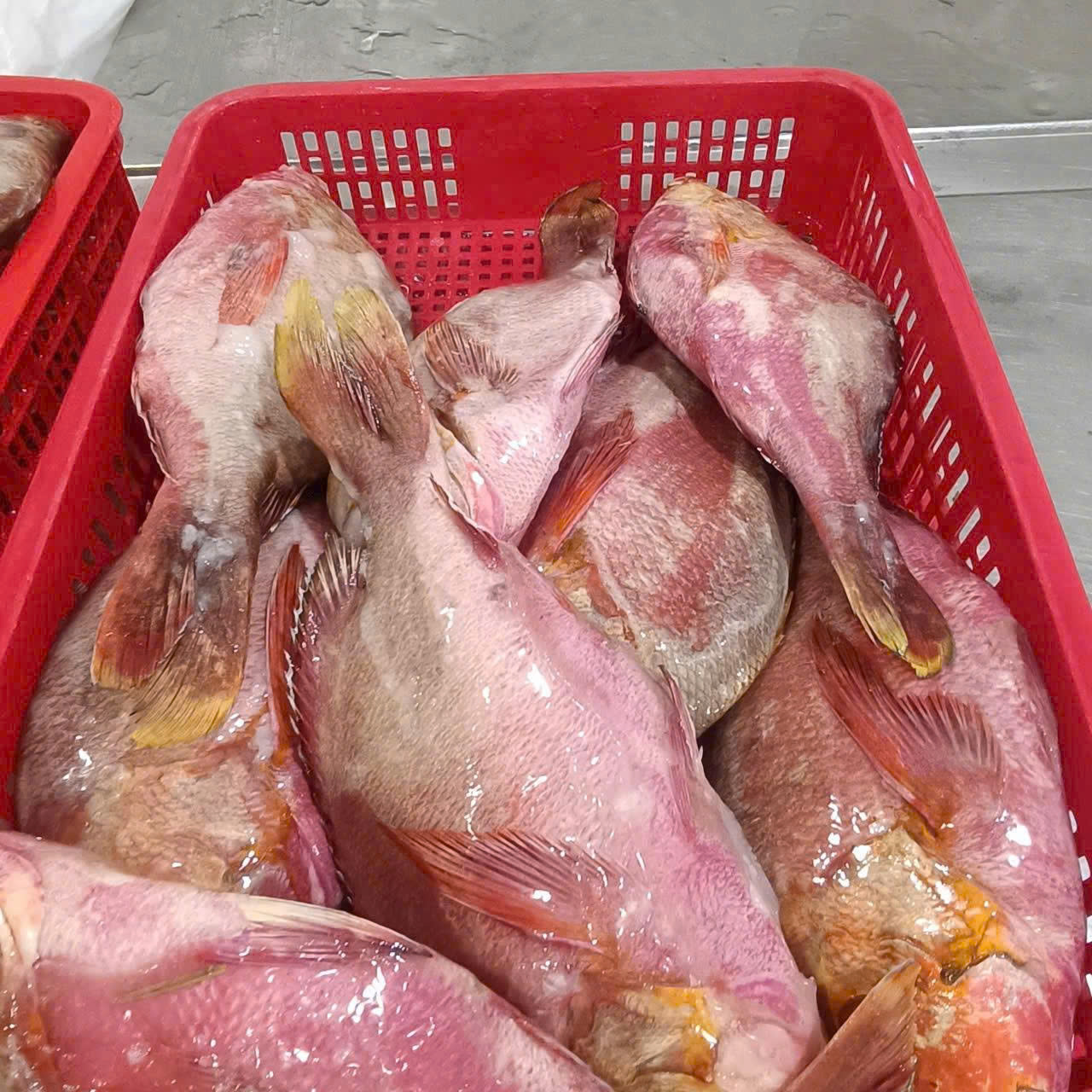Red snapper