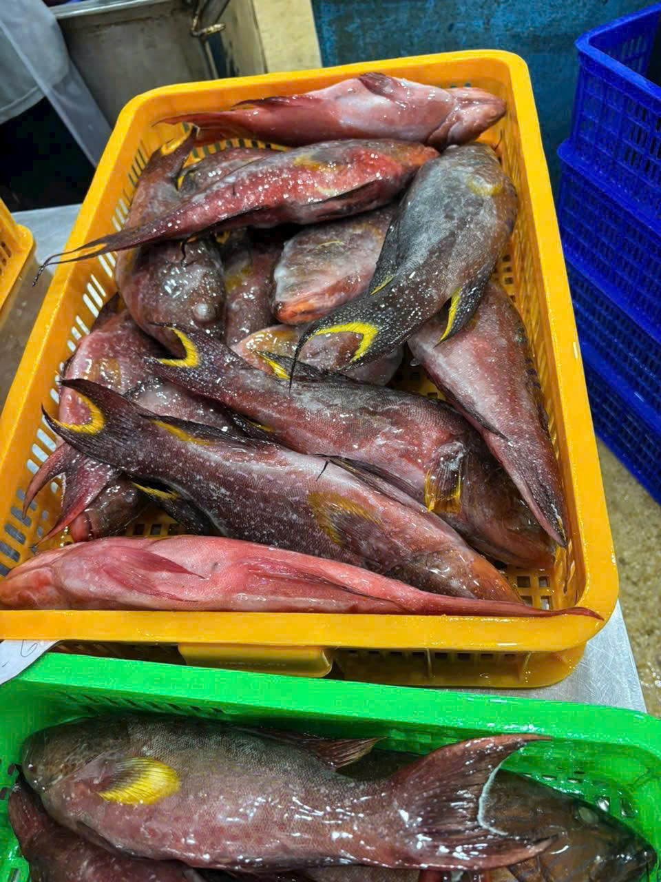 Red snapper
