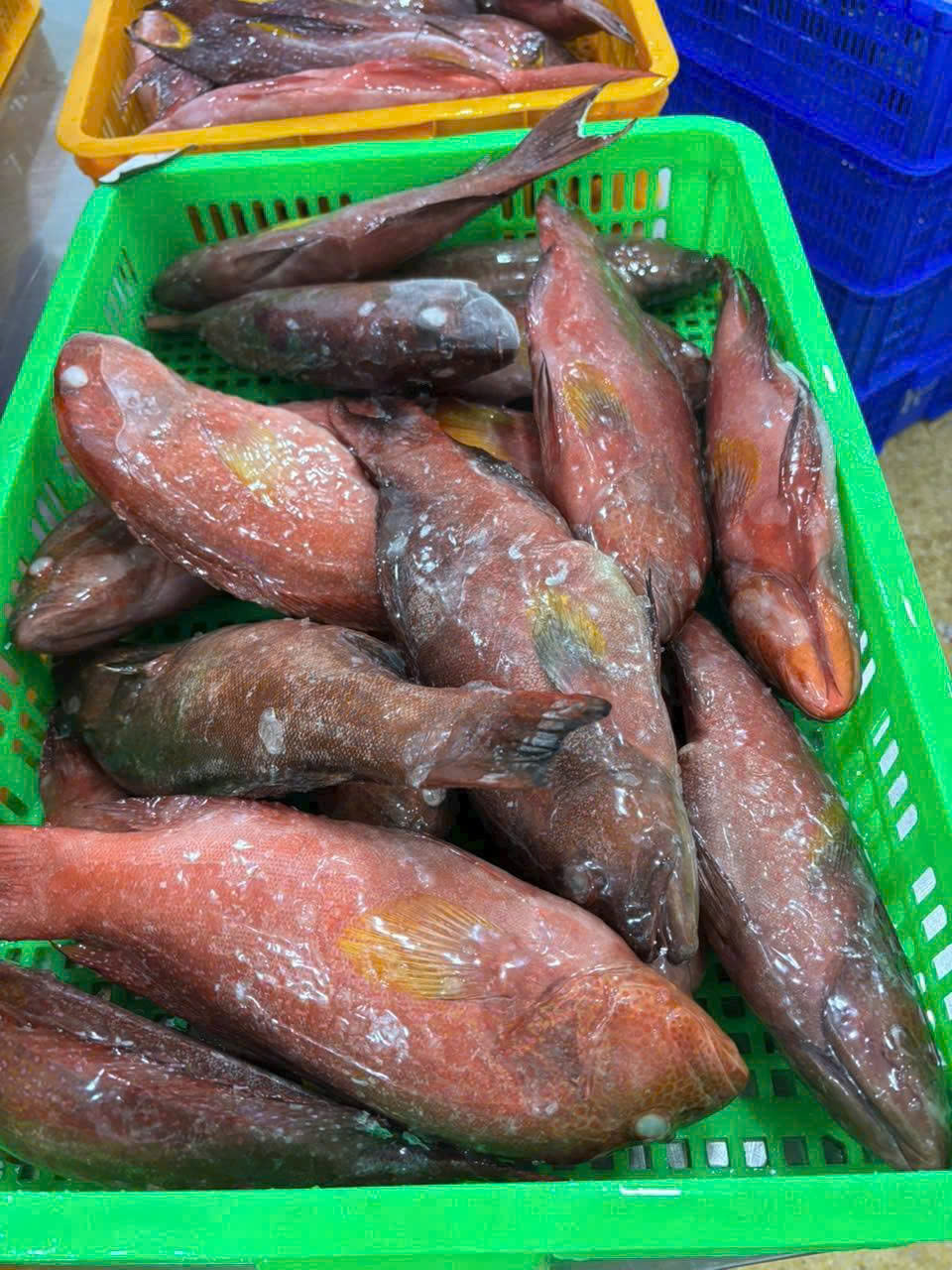 Red snapper