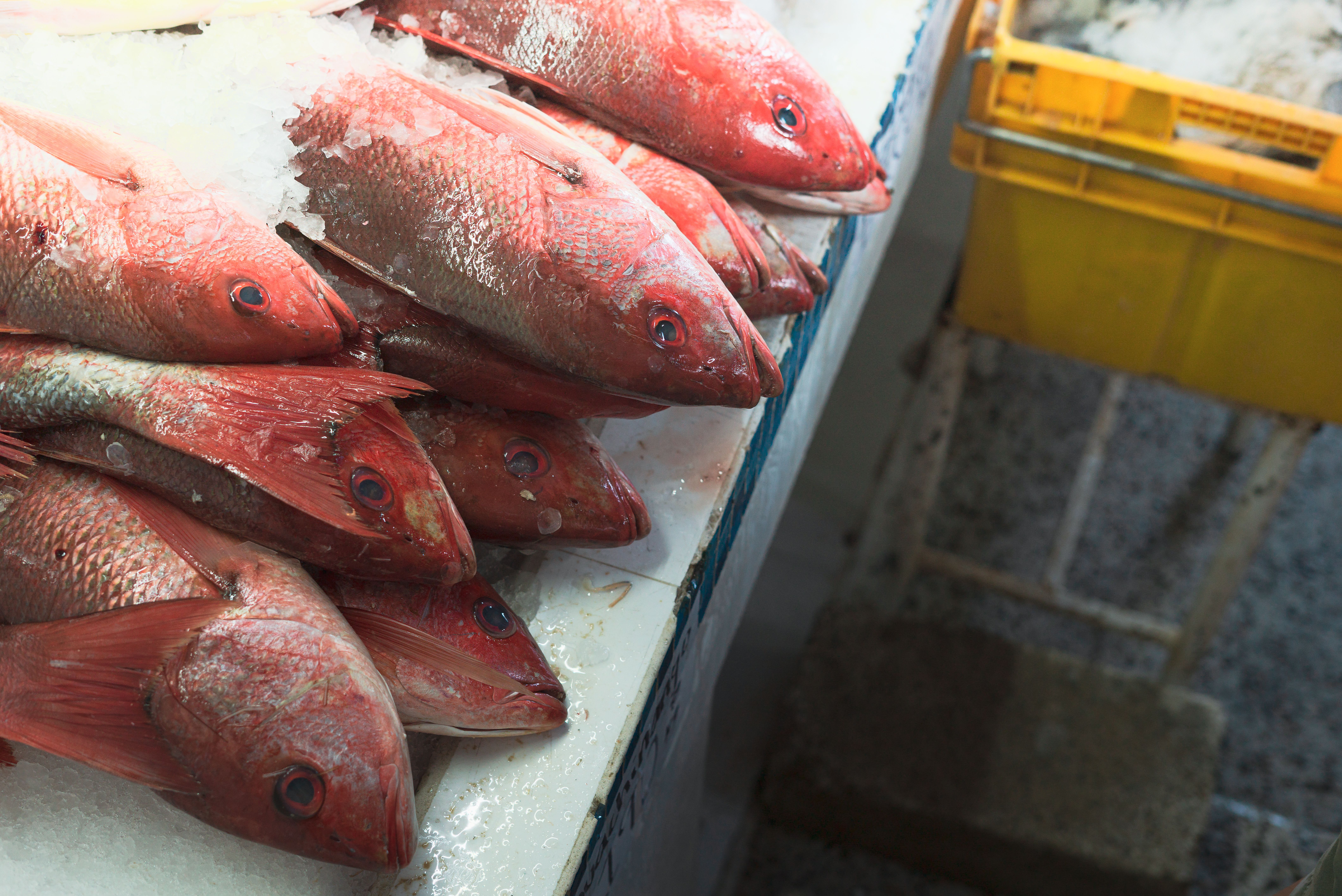 Red snapper
