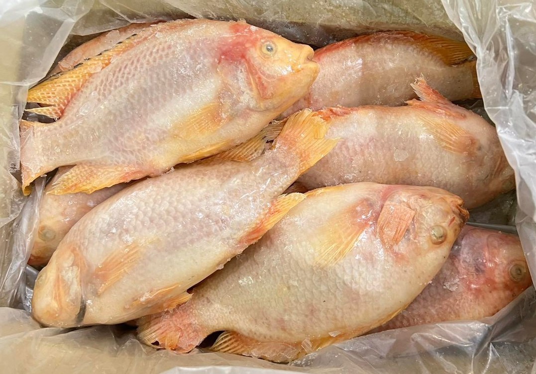 Red Tilapia