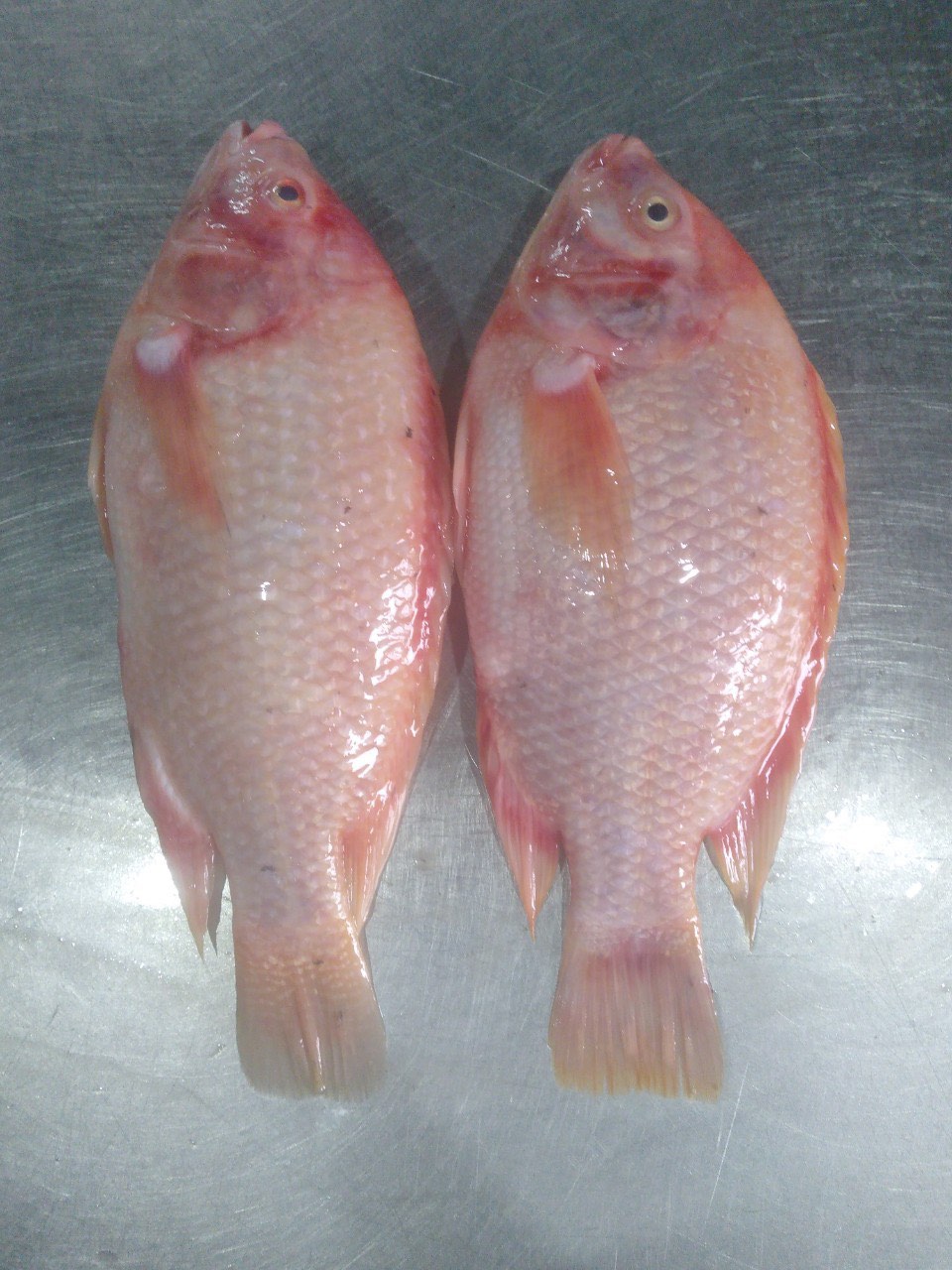 Red Tilapia