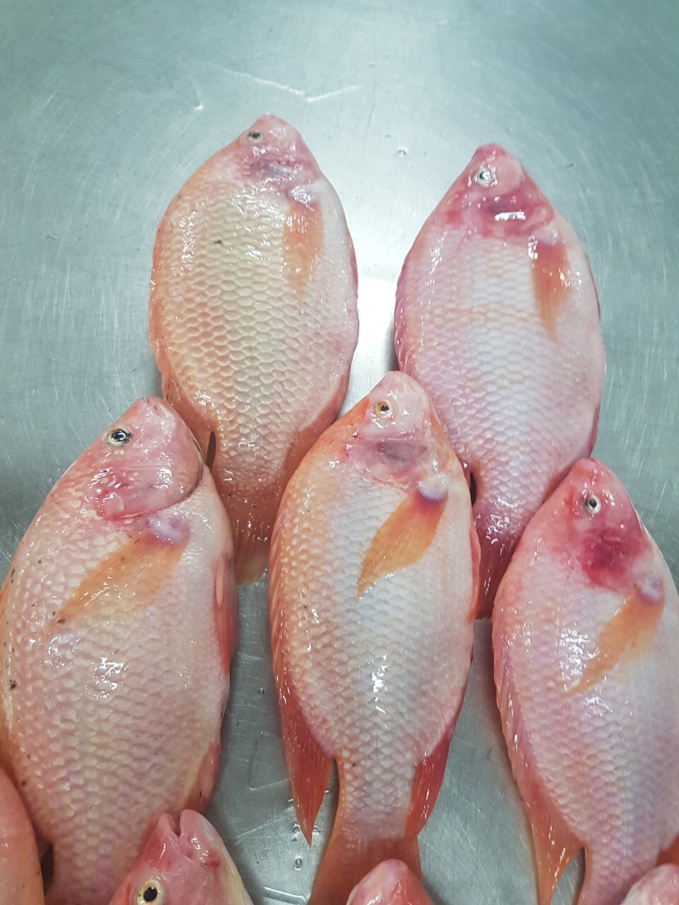 Red Tilapia