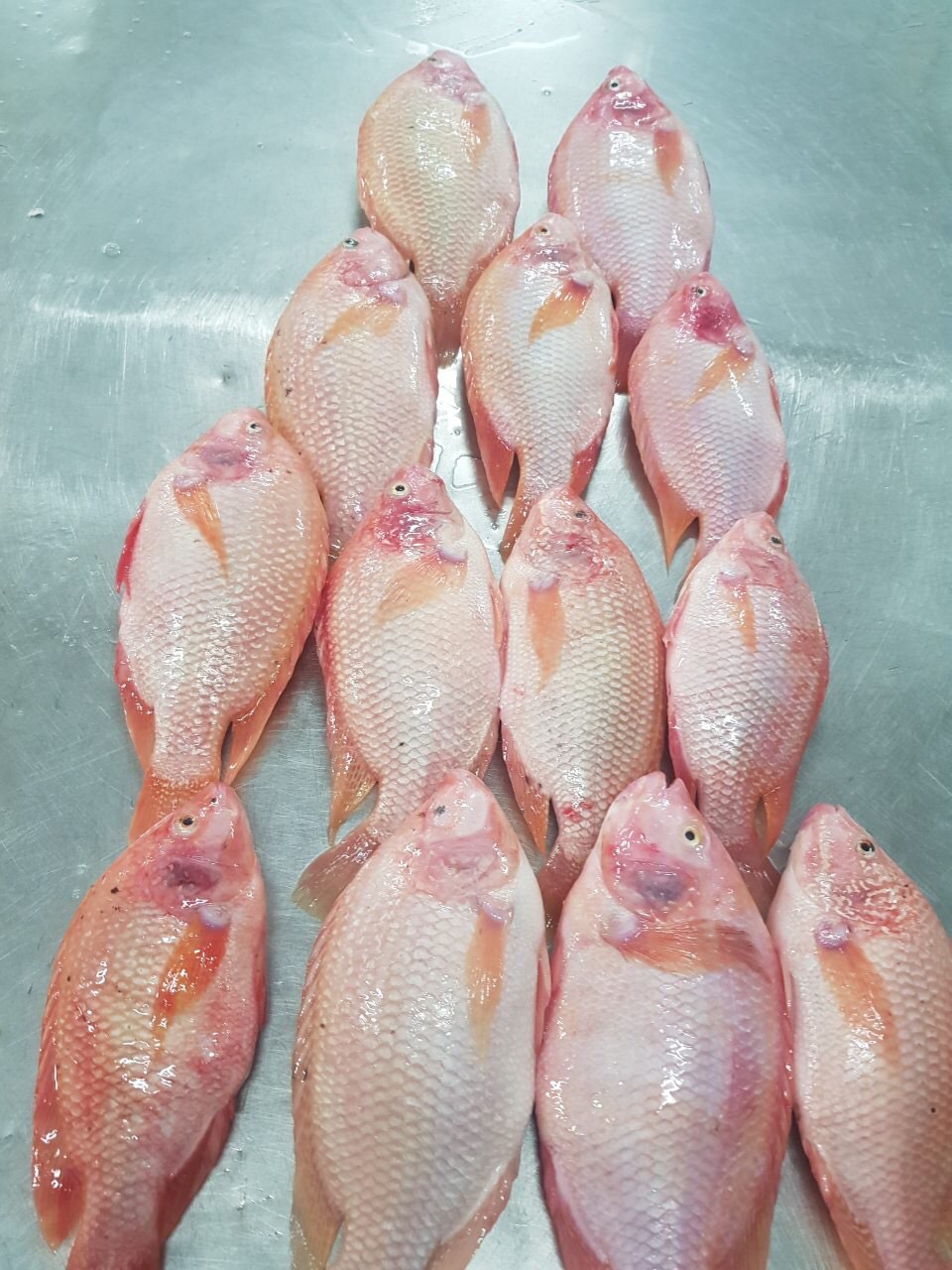 Red Tilapia