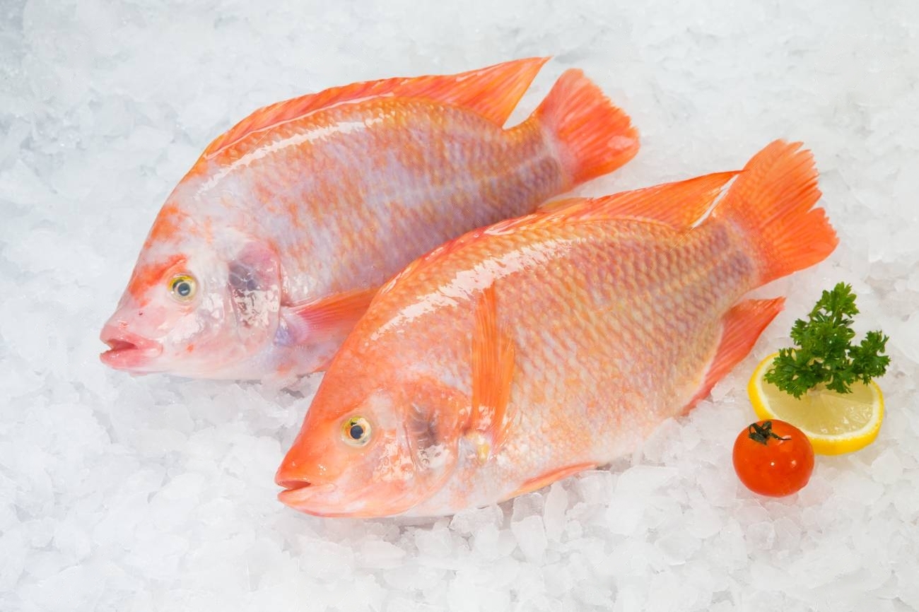 Red Tilapia