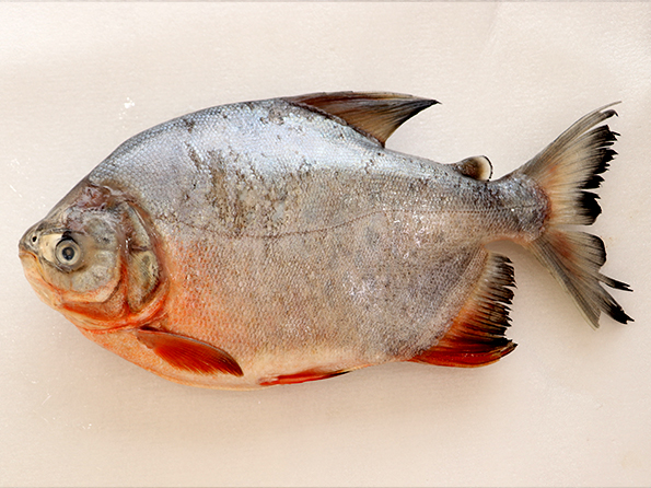 Red pomfret/Red pacu