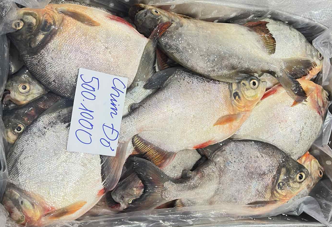 Red pomfret/Red pacu