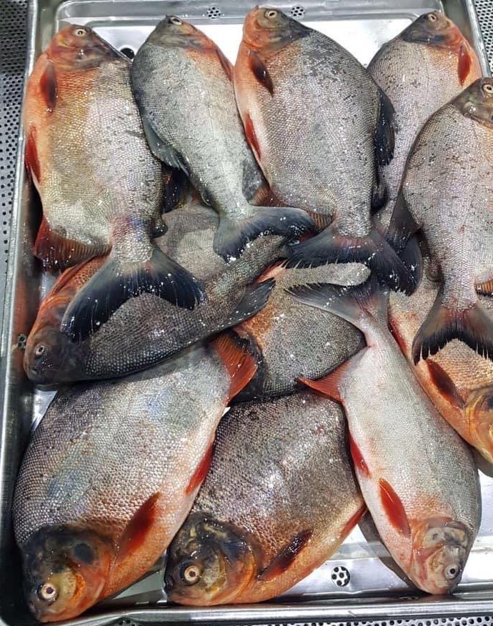 Red pomfret/Red pacu