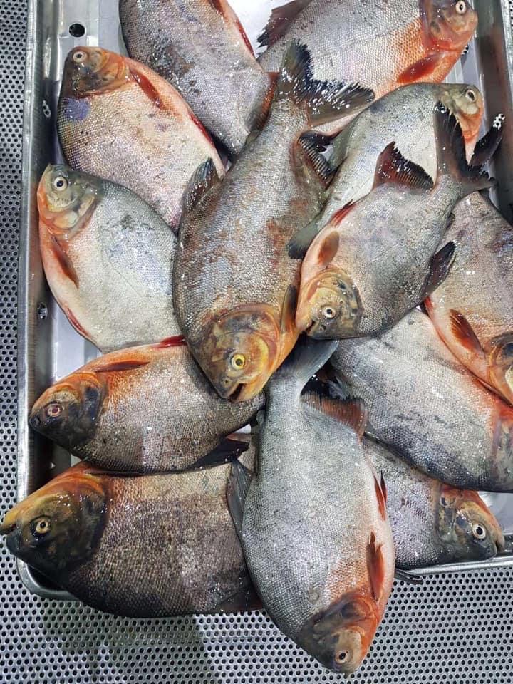Red pomfret/Red pacu
