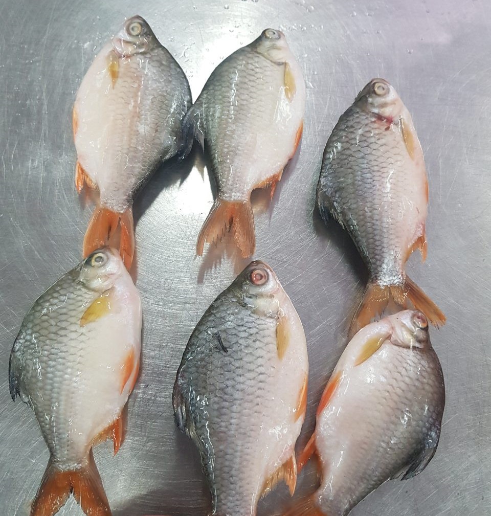Red-tailed Tinfoil barbs